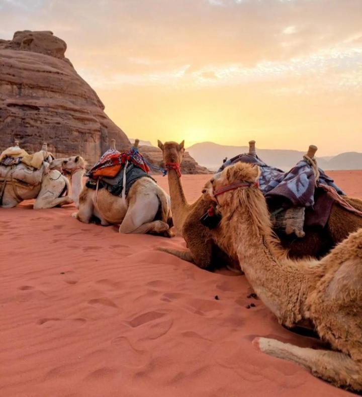 Wadi Rum Nature Экстерьер фото